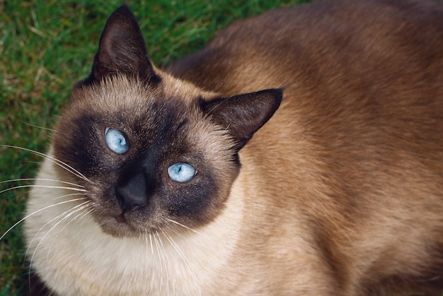 Siamese cat close-up sitting in the grass