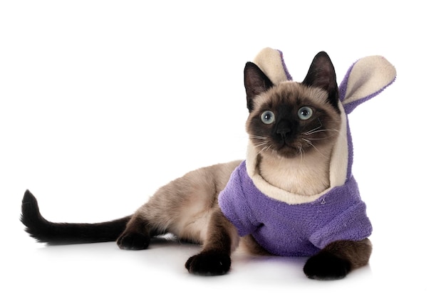 Siamese cat in front of white background