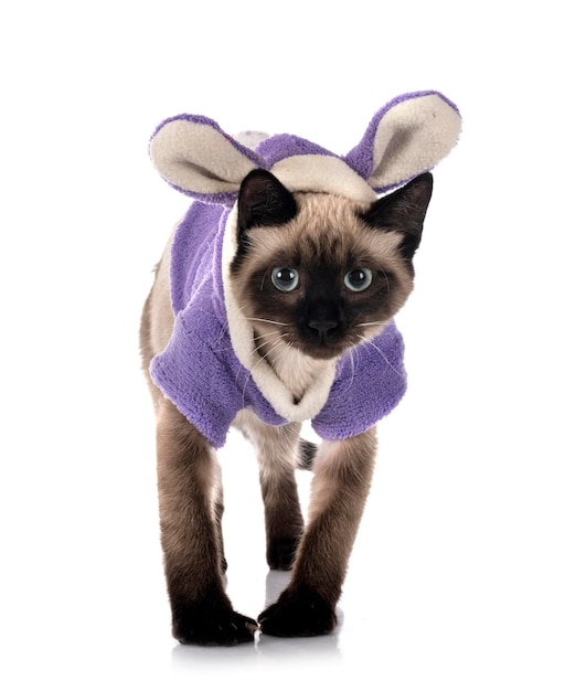 Siamese cat in front of white background