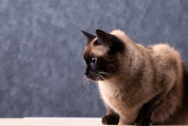 Siamese cat on a gray backgroundCat on a gray background