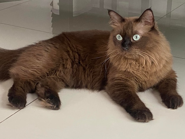 A siamese cat laying on a white tile floor.