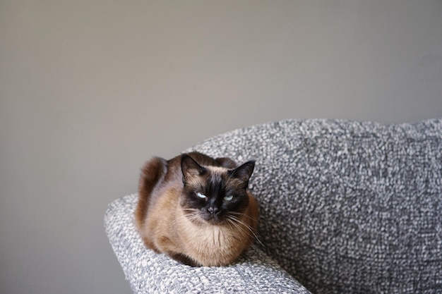 Siamese cat resting on couch armrest in living room