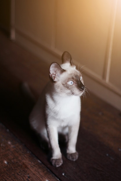 Siamese Cat sitting on the floor with sunlight.