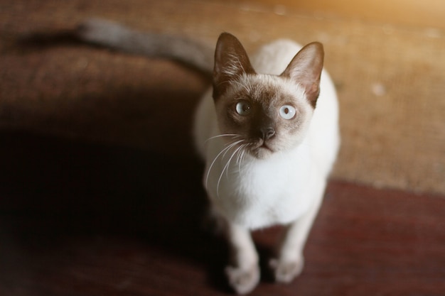 Siamese Cat sitting on the floor with sunlight.