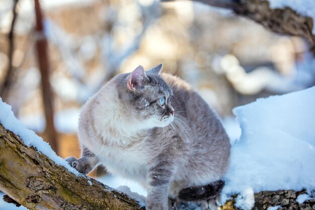 Siamese cat sitting on the snowy tree