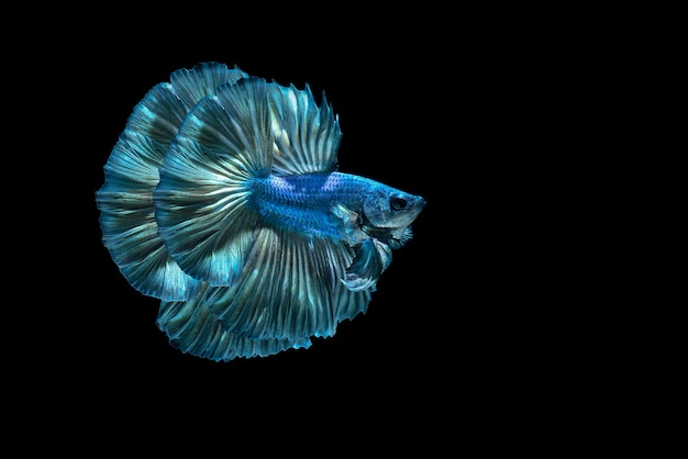 Siamese fighting fish betafish on black background