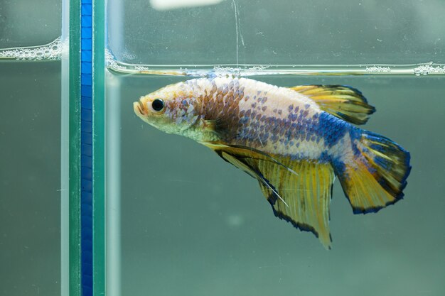 Siamese fighting fish, Betta fish