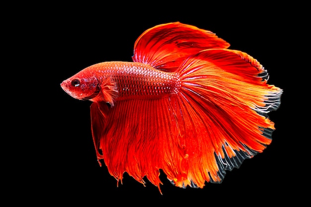 siamese fighting fish, betta isolated on black background.