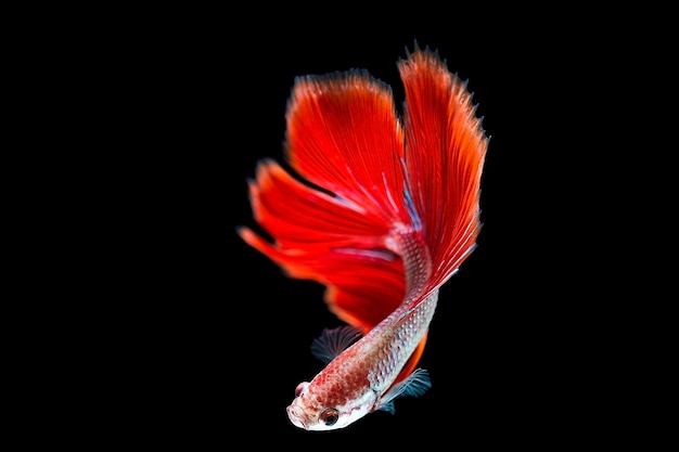 siamese fighting fish, betta isolated on black background.