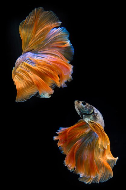 Siamese fighting fish, betta isolated on black background