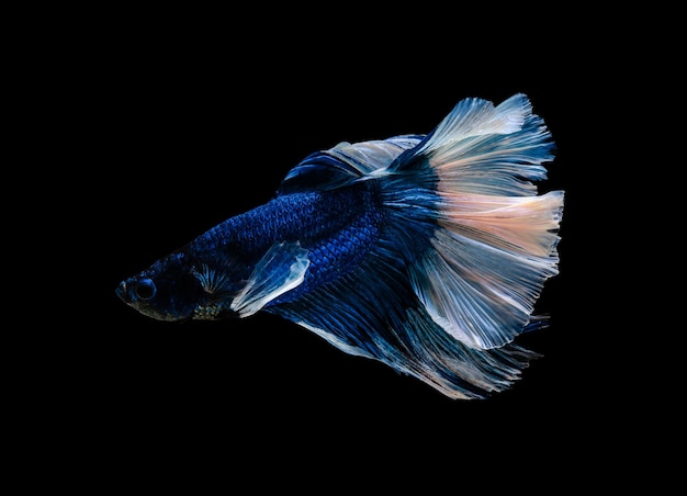 Siamese fighting fish or Betta splendens fish popular aquarium fish in Thailand Blue and white half moon tail betta fighting fish motion isolated on black background