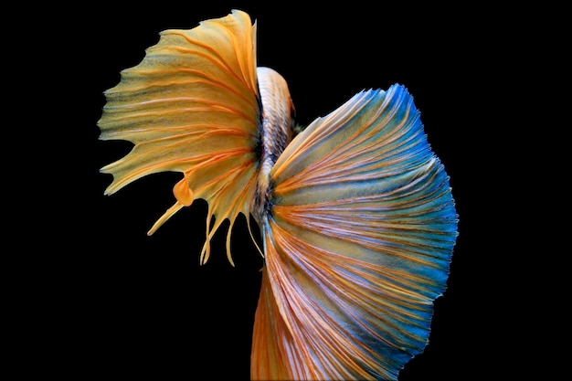 Photo siamese fighting fish on a black background beta fish  half moon