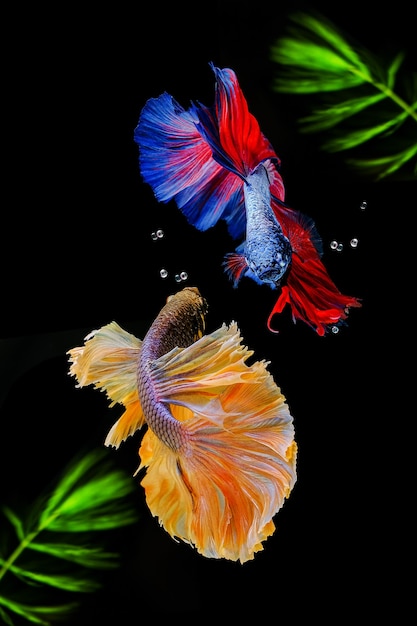 Siamese fighting fish on black with green algae