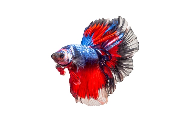 Siamese fighting fish isolated on a white background