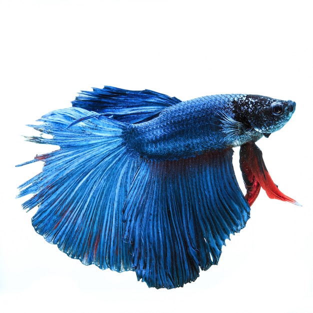 Siamese fighting fish isolated on white background