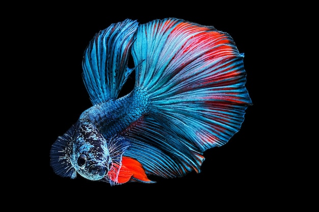 Siamese fighting fish