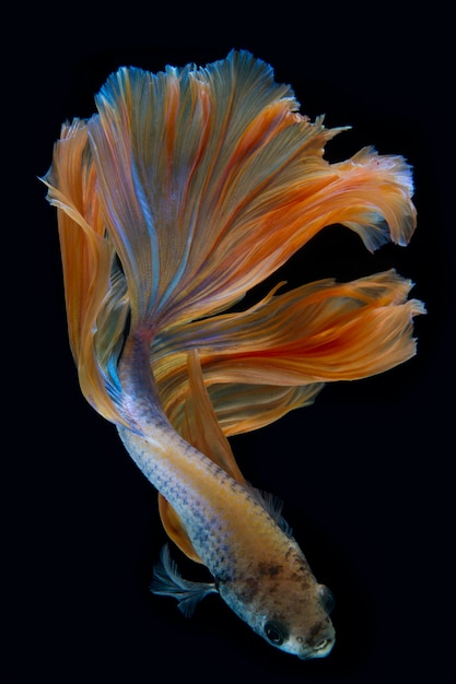 siamese fighting fish