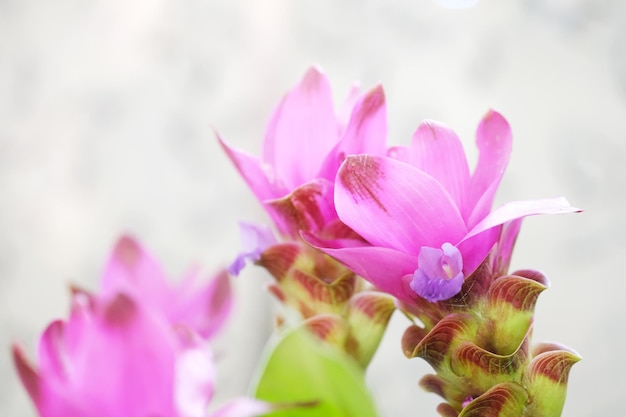 Siamese flower Siam tulip in Thailand Curcuma sessilis