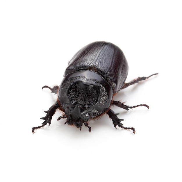 Siamese rhinoceros beetle isolated on white background.