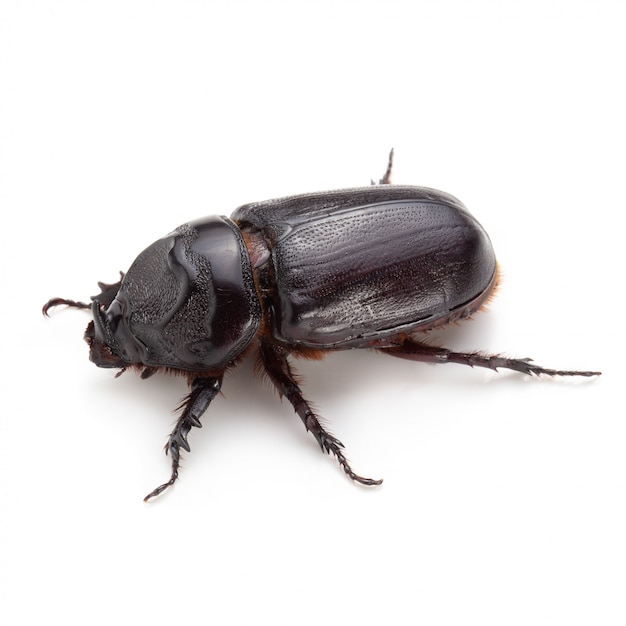 Siamese rhinoceros beetle isolated on white background.