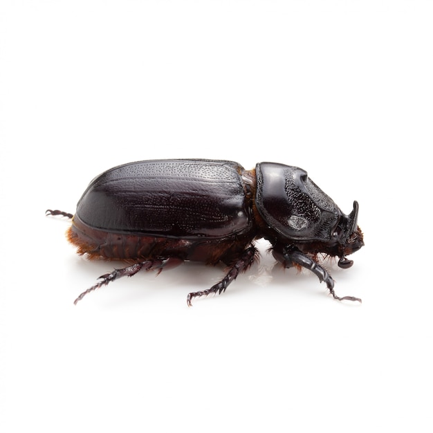 Siamese rhinoceros beetle isolated on white background.