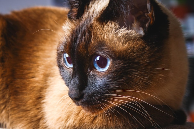 Siamese Thai cat looks carefully away Portrait of a cat with blue eyes