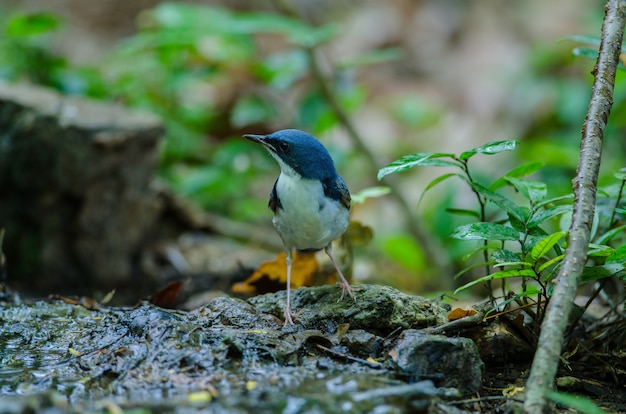 Siberian blue robin (Luscinia cyane)