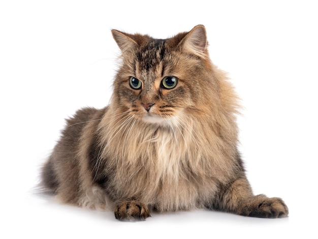 Siberian cat isolated on white