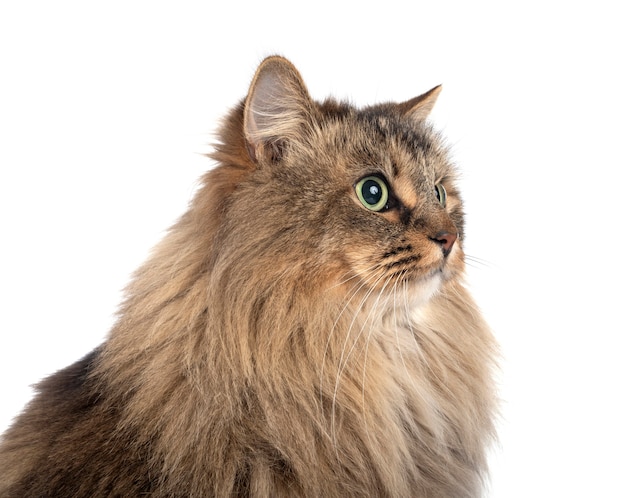 Siberian cat isolated on white