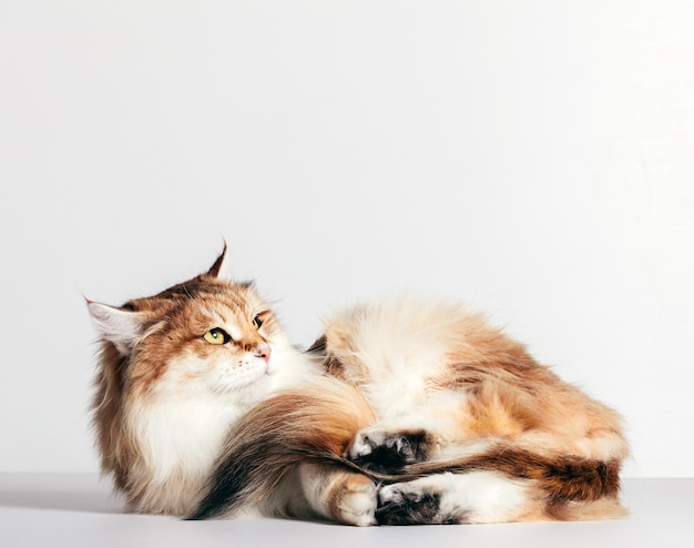 Siberian cat lying and looking up