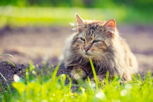 Siberian cat sitting in the garden on the grass on a sunny day