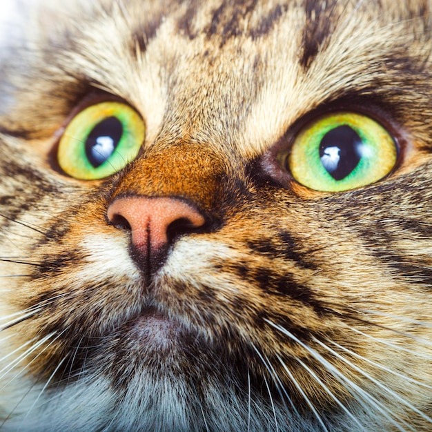 Siberian cat