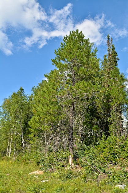 Siberian cedar Pinus sibirica in the National Park Yugyd VA