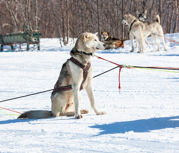 Siberian huskies look ahead sitting on the snow harnessed to a sled