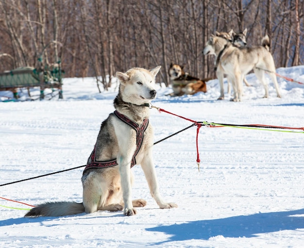 Siberian huskies look ahead sitting on the snow harnessed to a sled