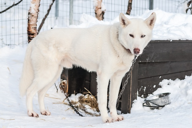 Siberian huskies Norway dogs