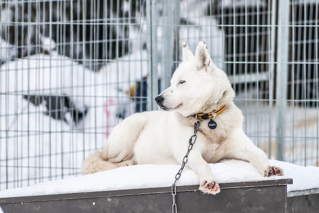 Siberian huskies Norway dogs