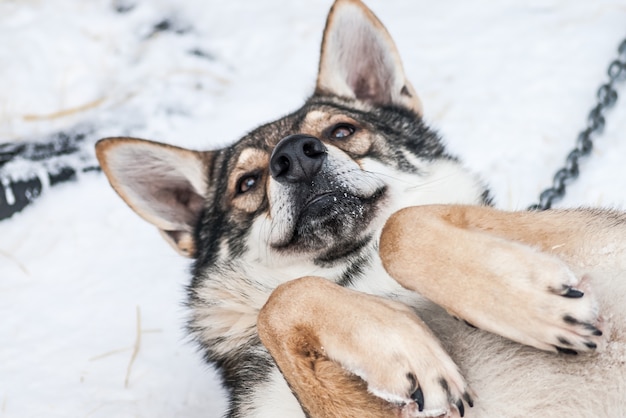 Siberian huskies Norway dogs