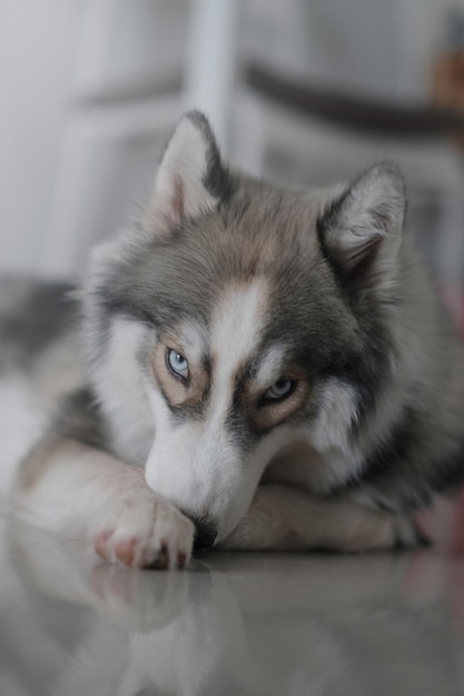 Siberian husky dog ââlooks cute