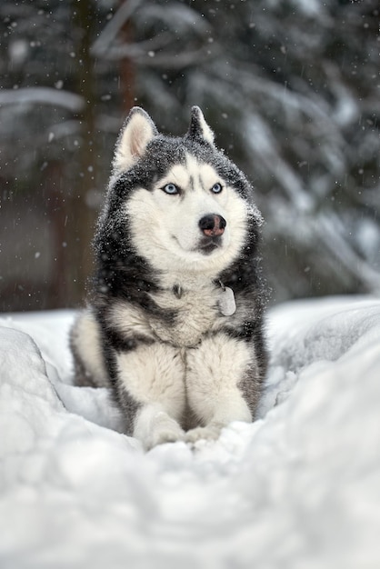 Siberian Husky dog black and white colour with blue eyes in winter forest