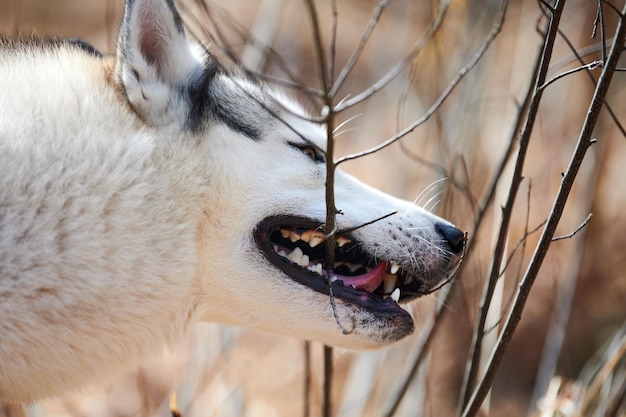 Siberian Husky dog chews tree branch for brushing teeth Husky dog profile portrait