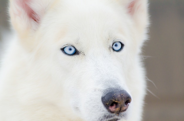 Siberian Husky dog close up portrait with blue eyes. Husky dog h