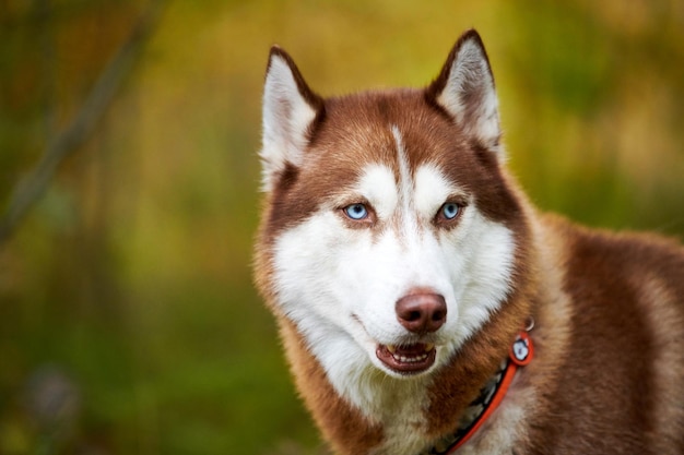 Photo siberian husky dog in collar with open mouth, blurred forest background. siberian husky portrait with ginger and white coat color, sled dog breed. husky dog walking outdoor close up