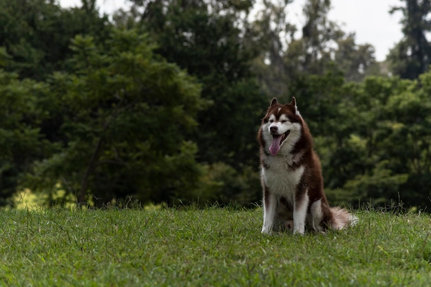 Siberian Husky dog on forest