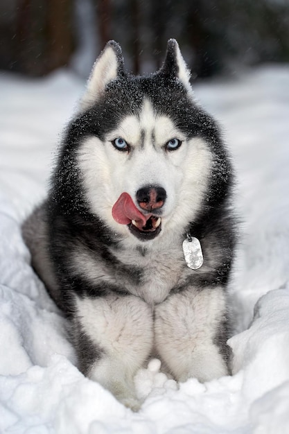 Siberian husky dog lies on the snow and licks nose.