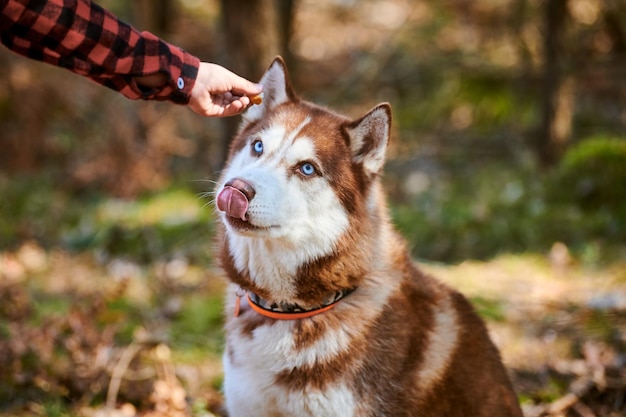 Siberian Husky dog looks at yummy meal in owner hand cute brown white Husky dog waiting for rewards