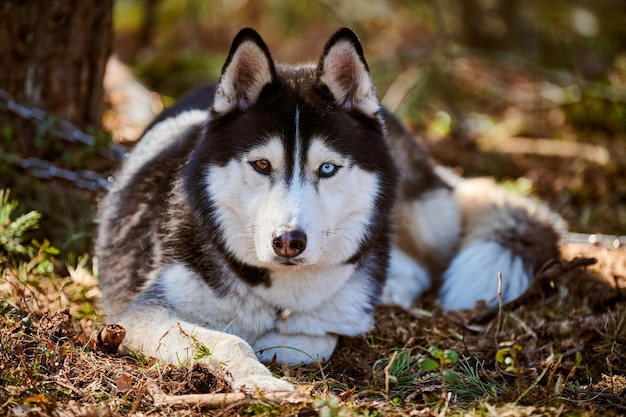 Siberian Husky dog lying on forest grass full size resting Husky dog portrait with blue brown eyes