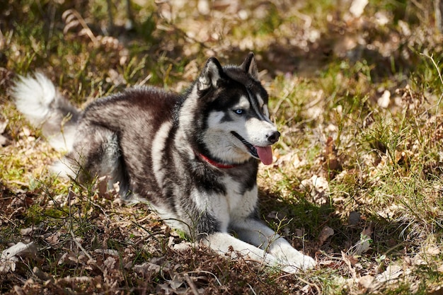 Siberian Husky dog lying on forest grass full size resting Husky dog portrait with blue brown eyes