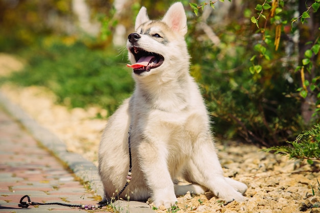 Siberian husky dog outdoors. Portrait of a little husky dog puppy. Close-up.