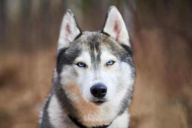 Siberian Husky dog portrait with blue eyes and gray coat color cute sled dog breed